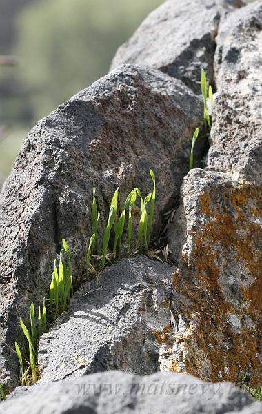 _MG_10688.JPG