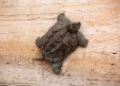 D04B6731