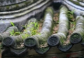 _MG_8549