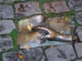 DSC03261