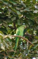 DSC04627