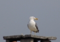DSC07562