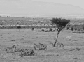 DSC01606