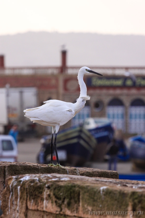 _MG_4584.jpg