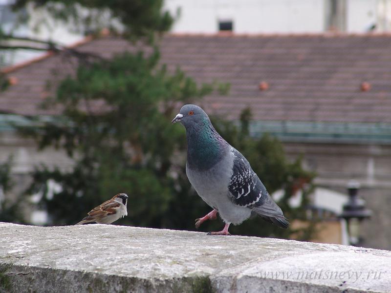 DSC02083.JPG