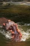 IMG_8778